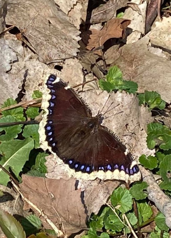 A true sign that spring is on the way or has actually arrived is the appearance of the Mourning Cloak butterfly (Nymphalis antiopa).