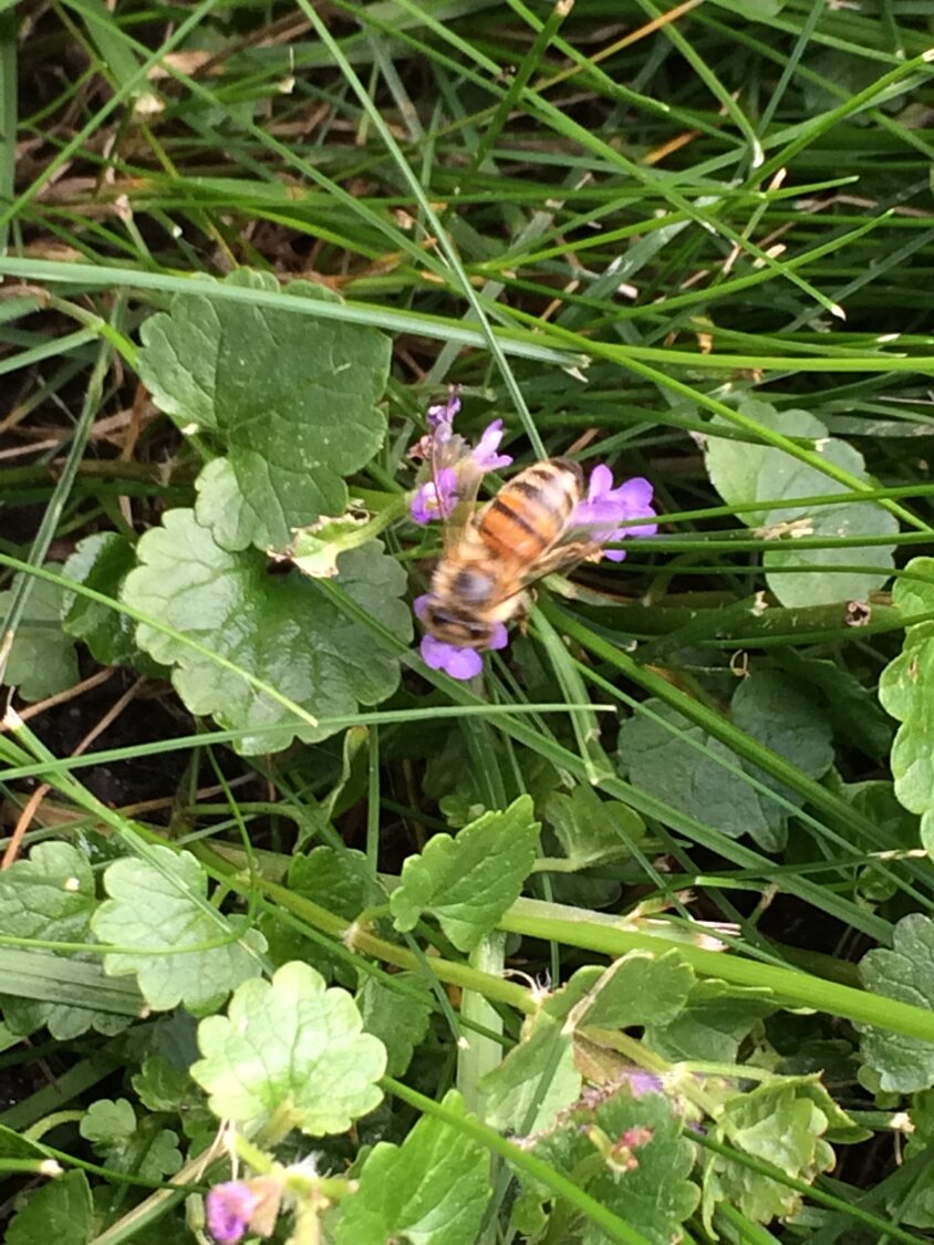 April showers bring May flowers, and May flowers bring in the bees. This bee is feasting on creeping Charlie. (Photo submitted)
