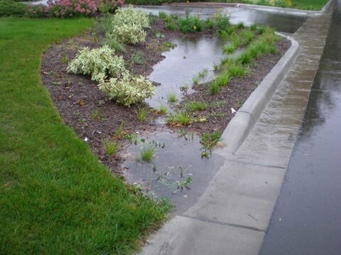 Essentially, a rain garden is a low-lying garden bed with plants that can tolerate standing water. Some excellent rain garden plants include Purple Coneflower, Joe-Pye Weed, Prairie Blazing Star, Cardinal Flower, and Little Bluestem. There are also some shrubs and small trees that can thrive in a rain garden, such as Serviceberry and Chokecherry. Rain gardens are generally low maintenance because they use deep-rooted native plants that naturally thrive in our climate.(Photo submitted)