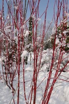Plants with berries (such as winterberry) and those with unique bark and stem colors (such as dogwood, shown here) add color during winter months. Add winter interest by leaving stems and flowers intact rather than cutting them down in the fall. (Photo submitted)