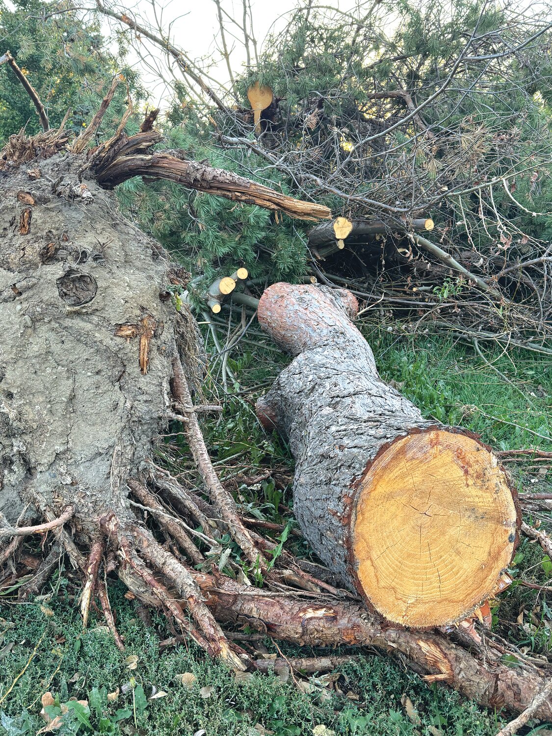 Many trees in the community went down in storms over the summer on both private and public land. The very dry conditions of the previous drought damaged tree roots.