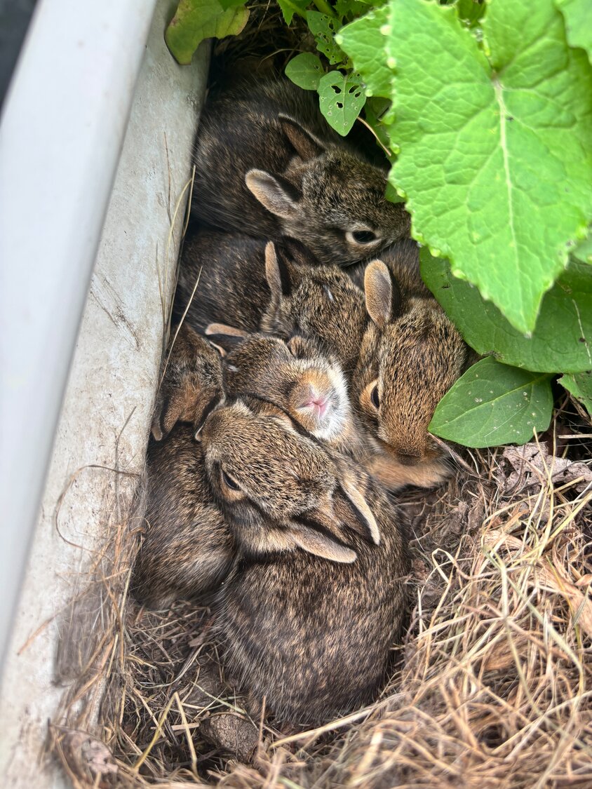 Coexisting with city wildlife in the garden