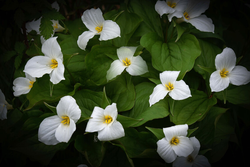 A sure sign of spring in the woodlands of Iron County, is the trillion of trilliums blanketing the forest floors.
