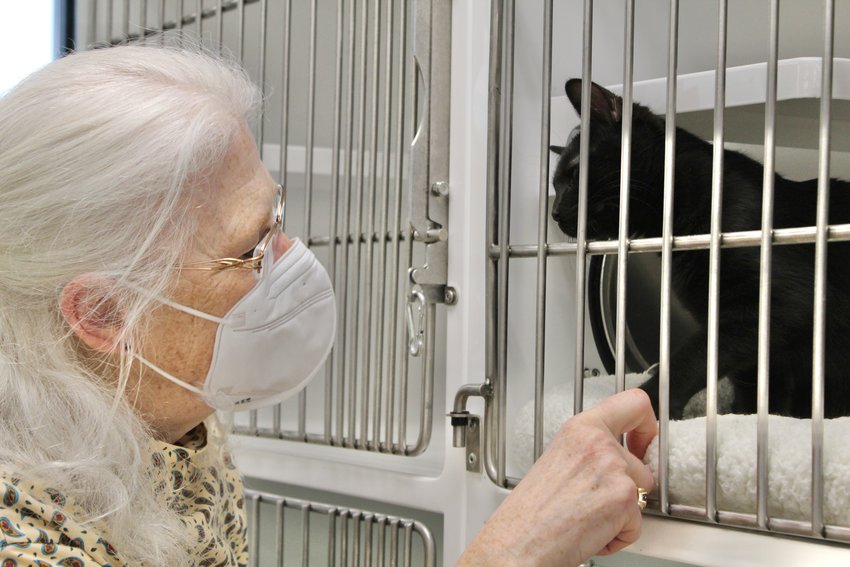 Volunteer Gail Frethem plays with Basswood at the Feline Rescue shelter, located at 593 Fairview Ave N. The organization is always lookng for help at its shelter and to foster cats. (Photo by Penny Fuller)