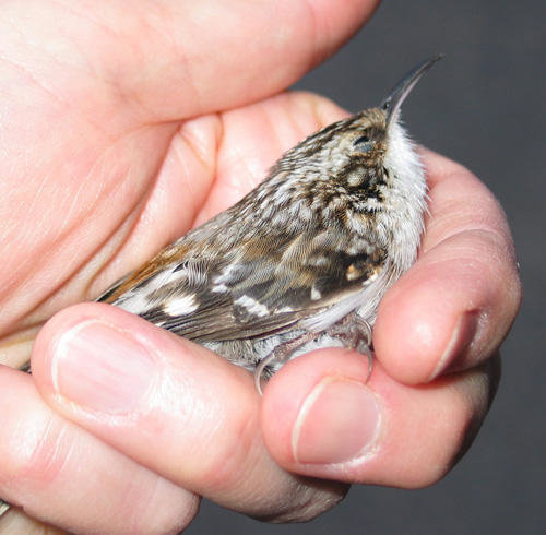 A brown creeper is stunned after a collision with a window. Turning off as many night time  lights as possible and making windows &ldquo;visible&rdquo; to birds during the day helps keep them alive. (Photo courtesy of Frogtown Green)