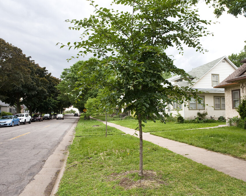 Hamline-Midway has been hard hit by the Emerald Ash Borer in recent years. Fry Street shows a fairly typical smattering of newly planted trees, stumps awaiting grinding, and mature trees in the background that are still healthy (in this case, maples).