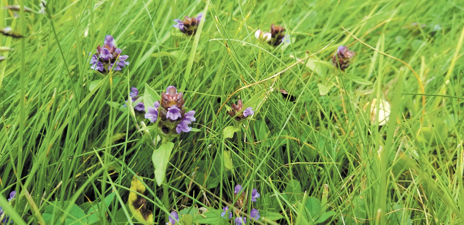 A bee lawn can be low maintenance and a way to help the bees.