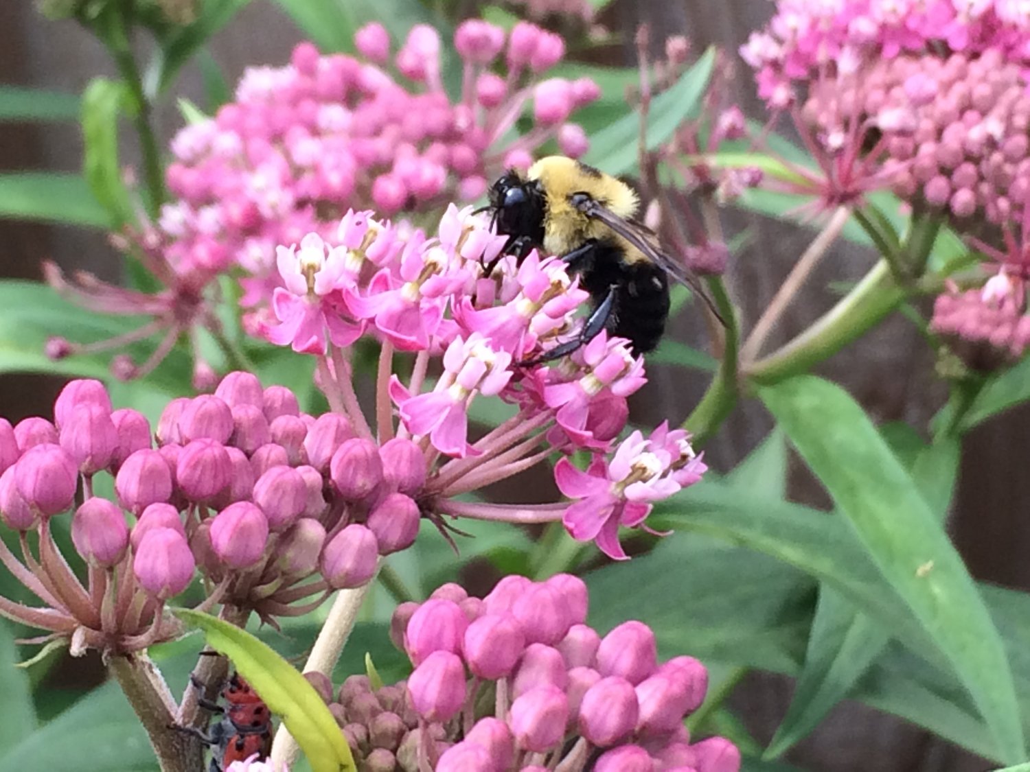 This bumblebee enjoys swamp milkweed.
