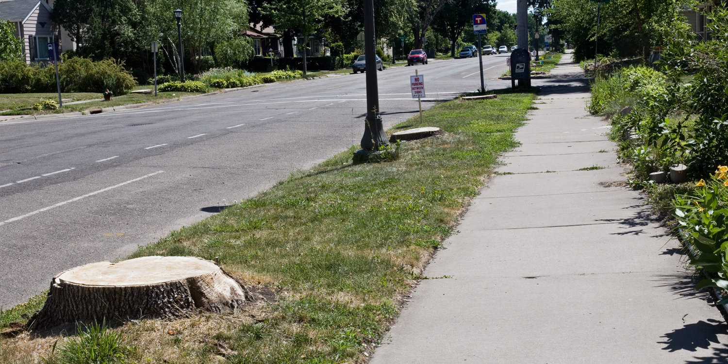 One of the blocks along Minnehaha Avenue that lost multiple mature ash trees this summer. (Photo by Margie O’Loughlin)