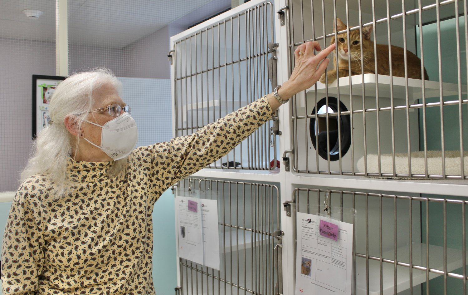 Volunteer Gail Frethem plays with Rosstopher at the Feline Rescue shelter, located at 593 Fairview Ave N. The organization is always lookng for help at its shelter and to foster cats. (Photo by Penny Fuller)