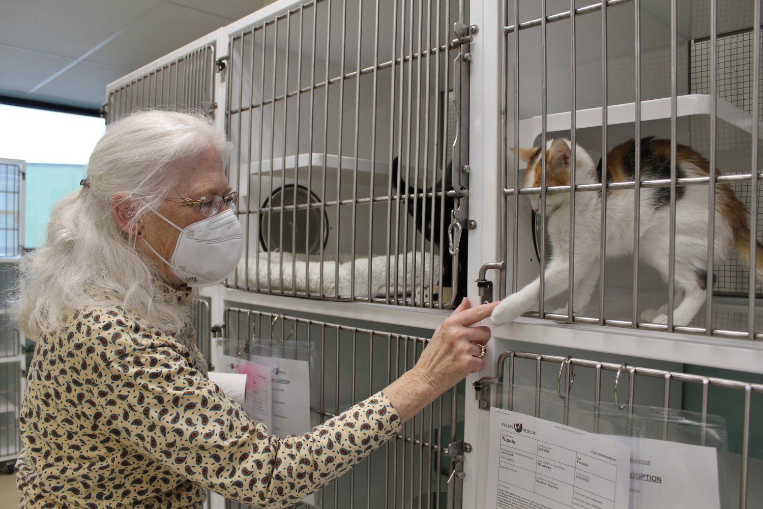 Volunteer Gail Frethem plays with Tupelo at the Feline Rescue shelter, located at 593 Fairview Ave N. The organization is always lookng for help at its shelter and to foster cats. (Photo by Penny Fuller)