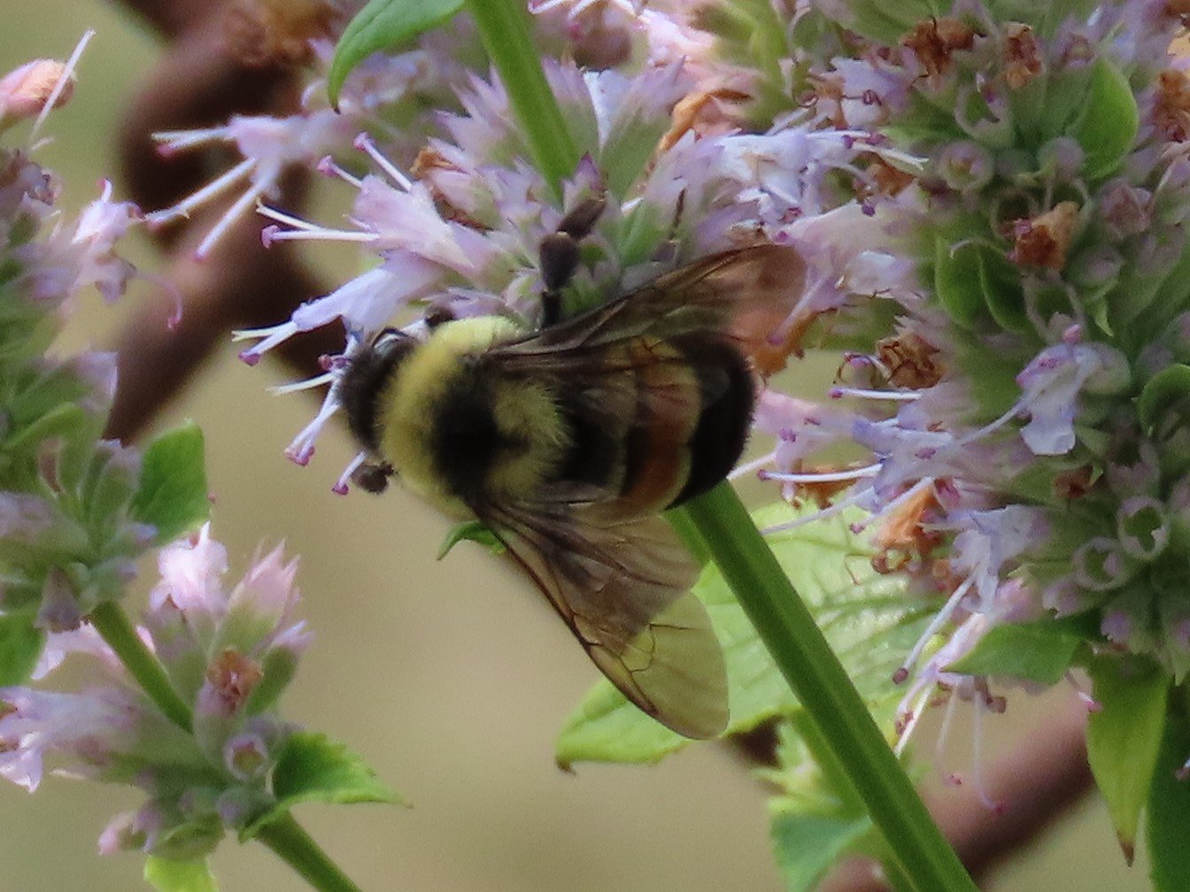 What happens when you stop mowing and start planting native flowers around the edges of West Minnehaha Recreation Center in Frogtown? The bees return, including this endangered Rusty-Patched bumblebee (Minnesota’s state bee), spotted and photographed last July. (Photo by Kathy Sidles)