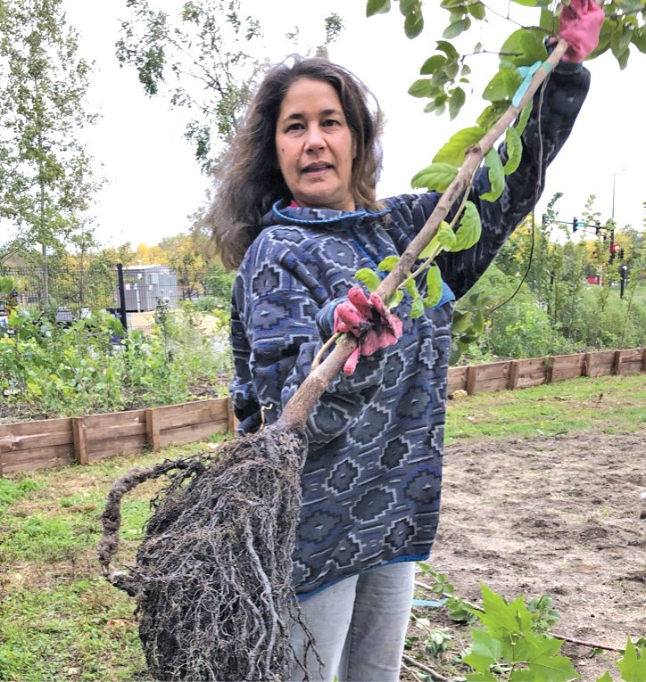 Gita Ghei, a longtime volunteer in both Hamline-Midway and Frogtown, holds up a tree that has just been extracted from a gravel-filled nursery bed. Gravel bed-grown trees form dense clumps of roots that aid in transplantation. (Photo courtesy of Frogtown Green)