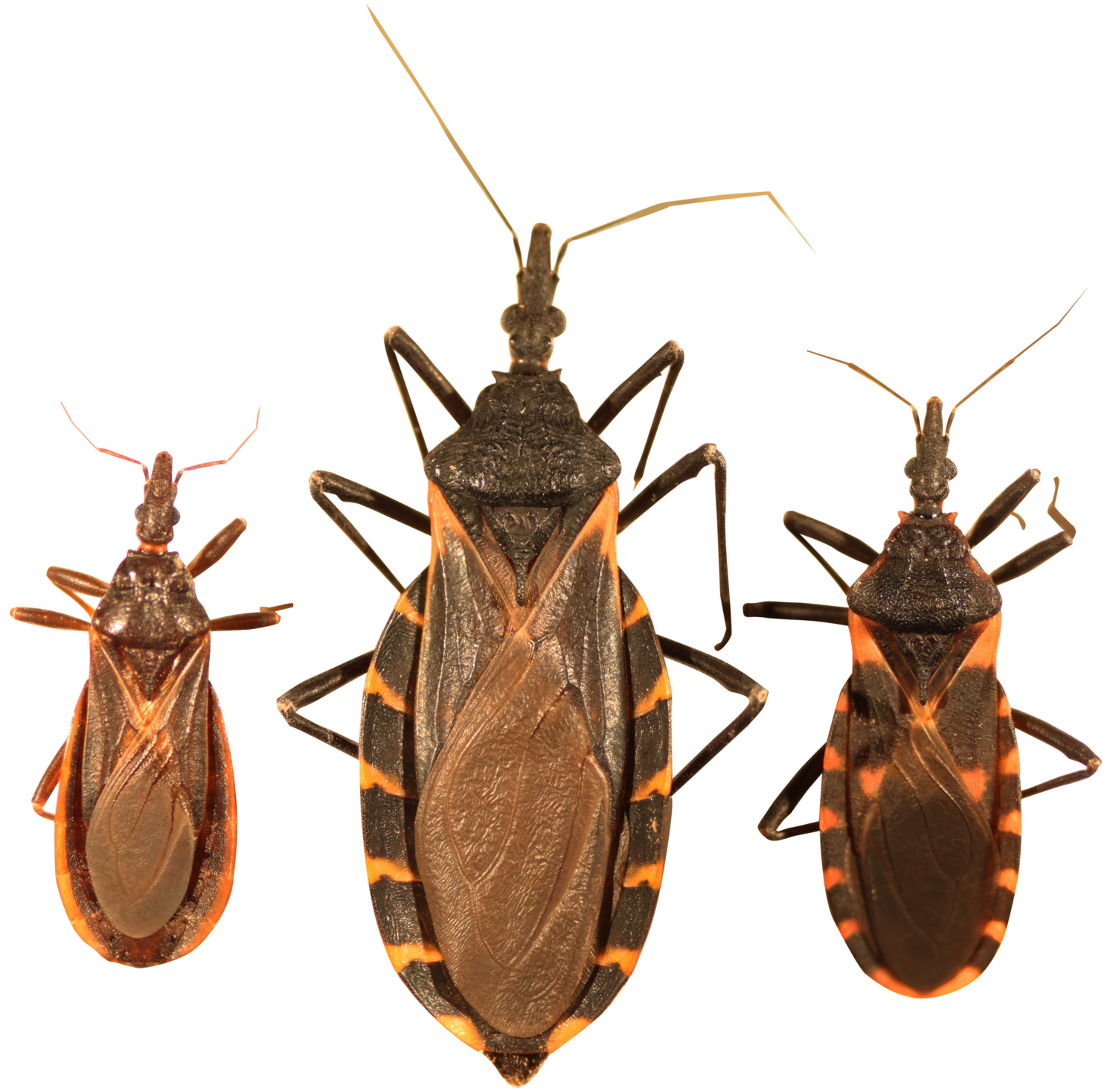 Kissing Bugs Enter Peak Season in Kentucky