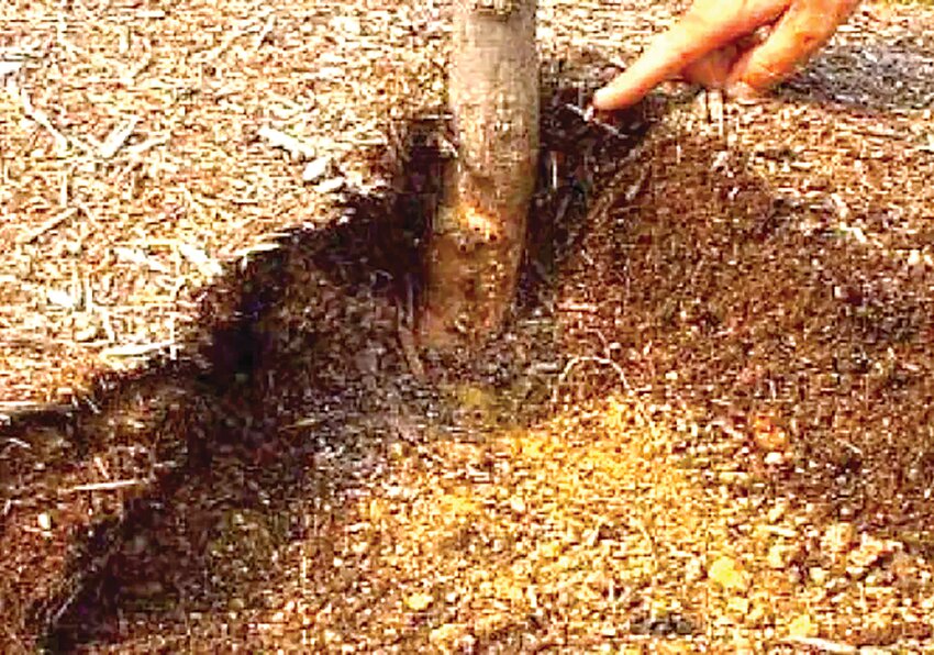 Be sure to use proper mulching techniques to keep your trees healthy.