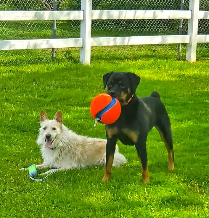 Arlo and Izzy keeping active in our play yard at VCA Neshaminy.