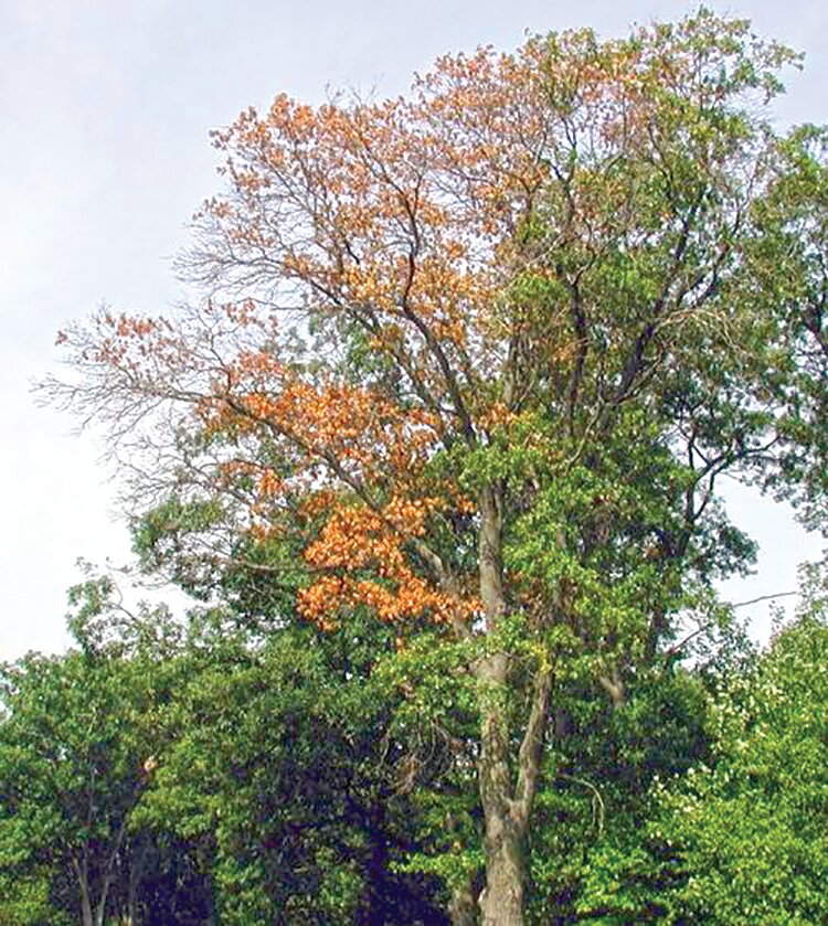 Consult with a Certified Arborist to assess the best methods to prevent and treat diseases affecting your trees.