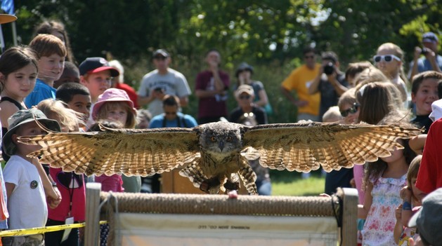 European Eagle Owl Spreads its Wings