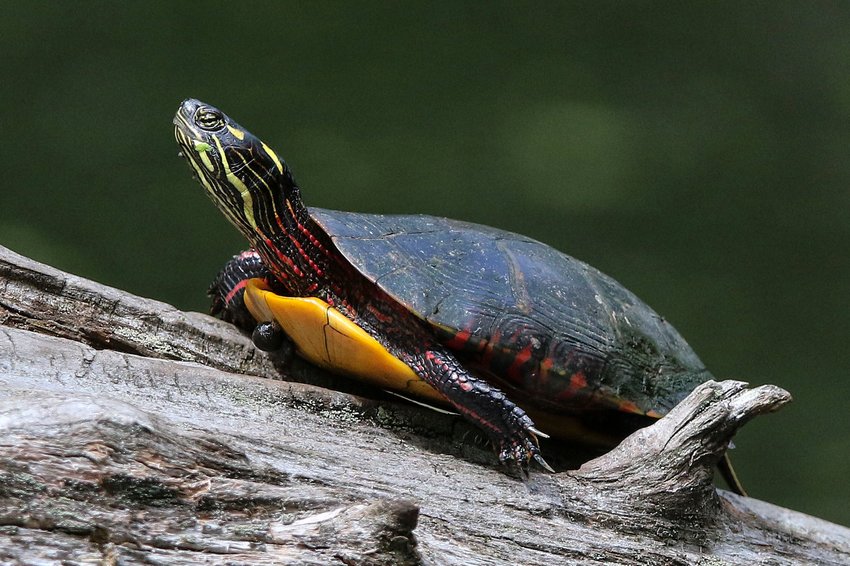 July 2, 2019--Caratunk Wildlife Refuge, Audubon Society of Rhode Island, in Seeking MA.  PICTURED IS:  A turtle on the pond/ Photo Glenn Osmundson