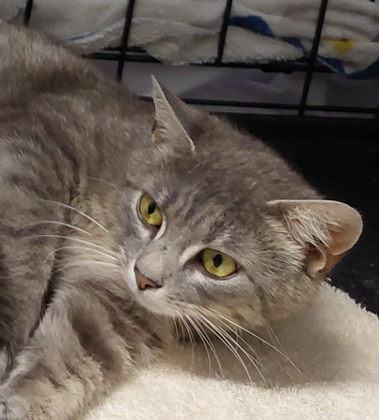 Charlotte is available for adoption at Rehoboth Animal Shelter.