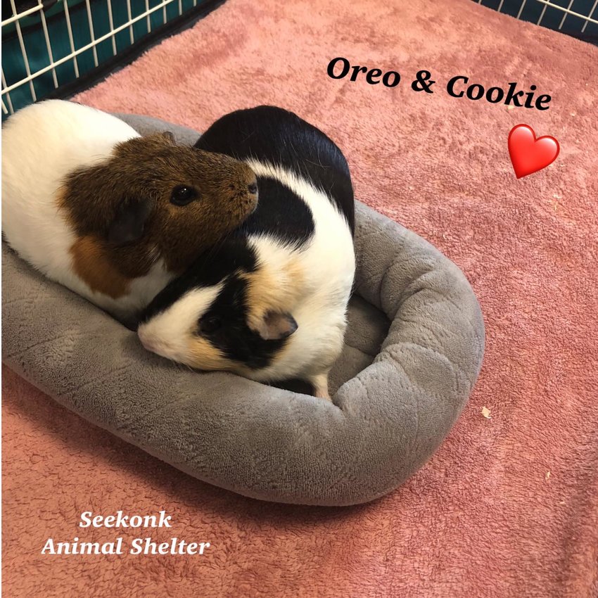 You can meet Oreo and Cookie at the Seekonk Animal Shelter.