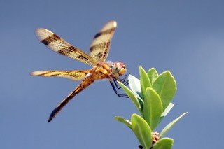 Dragonfly: Insect Phylogeny (September 14), Autumnal Equinox Hike (September 22)