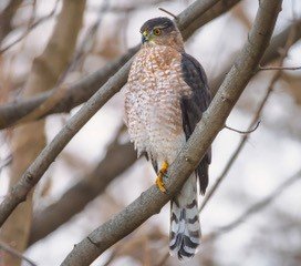 Cooper&rsquo;s Hawk  (Wednesday Morning Bird Walks, Fall Hiking on Prudence Island, Hawk Watch at Napatree Point.)