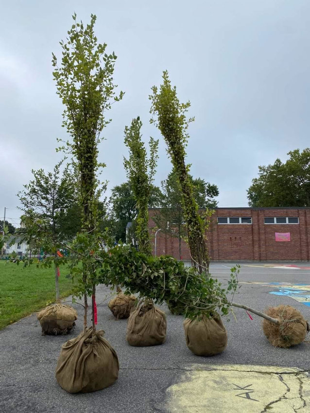 Orlo Avenue School Trees