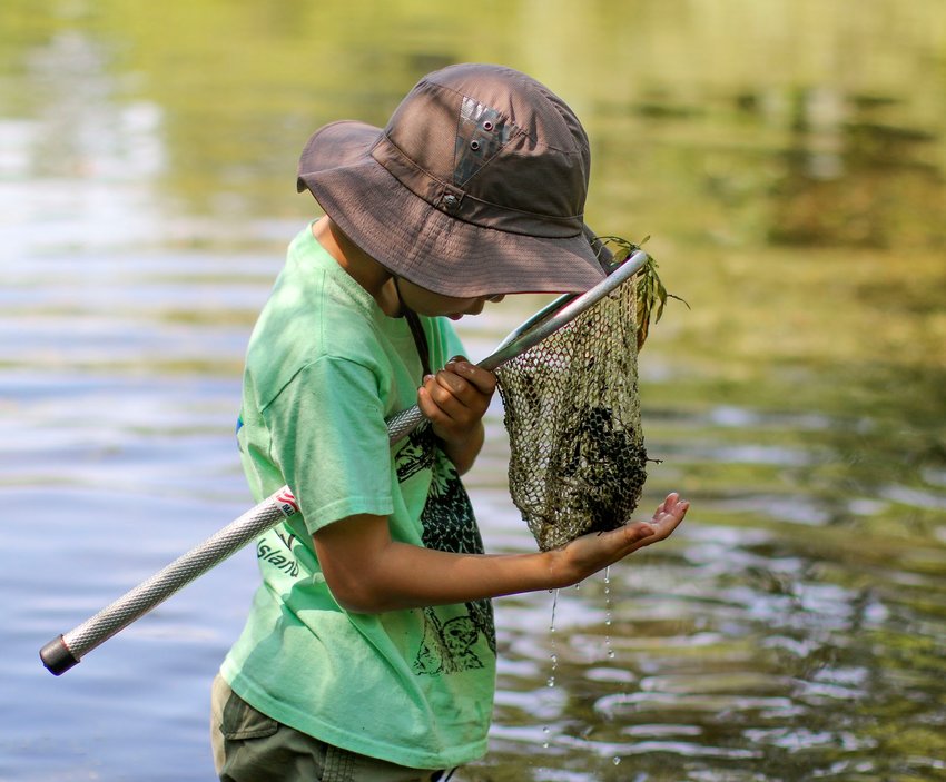 July 10, 2019--Caratunk Wildlife Refuge, Audubon Society of Rhode Island, in Seeking MA.  A camper uses a net to collect wildlife from the pond.