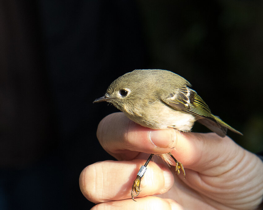 Ruby-crowned Kinglet banded by Audubon (for Bird Banding programs)