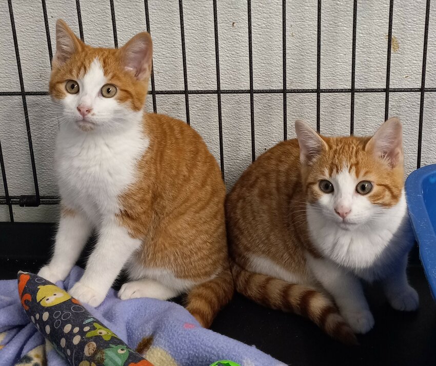 These cuties are waiting for a forever home.