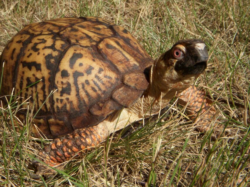 Eastern Box Turtle, Courtesy Audubon Society of Rhode Island