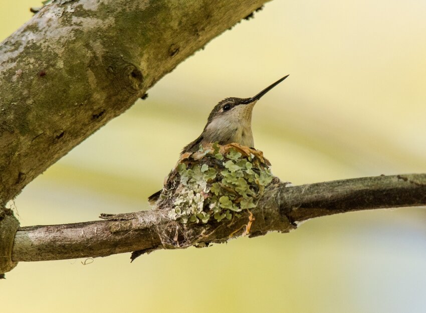 Hummingbird in nest for &quot;Free Family Fun Day - Birds are Natural Architects