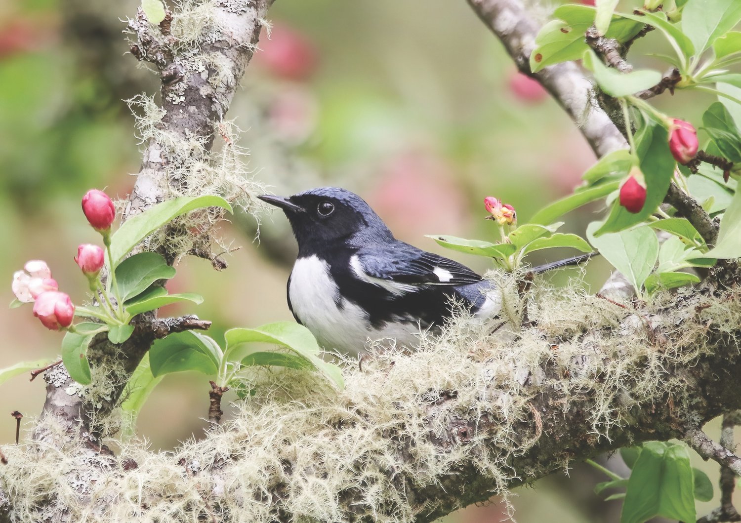 Black-throated Blue Warbler by Tom Younkin