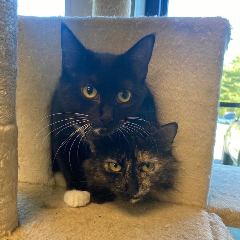 Sidney and Aubrey are an adorable bonded pair that must be adopted together.  Visit them at Seekonk Animal Shelter.