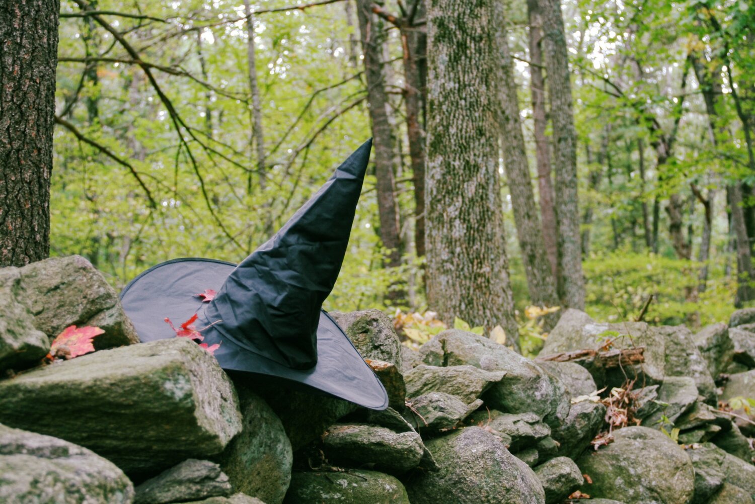 Witch's Hat on the Trails