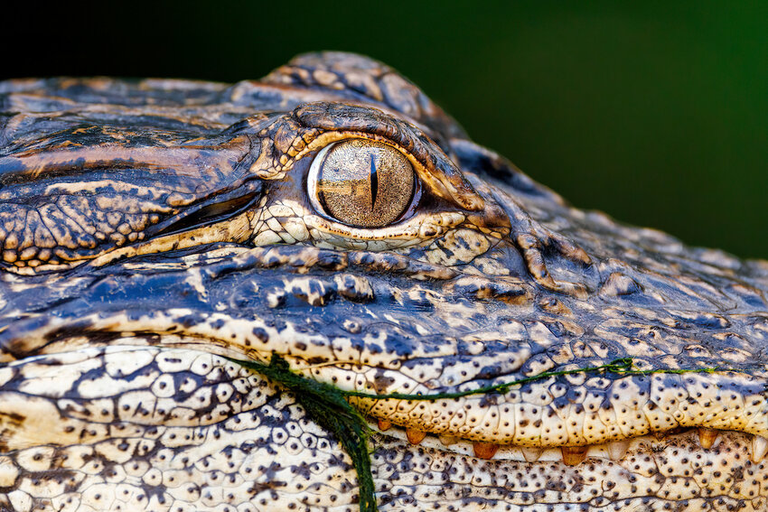 An alligator rests after being removed by North Carolina Wildlife Resources Commission staff from a Lake Waccamaw wastewater treatment plant in Columbus County Thursday, June 20, 2024.