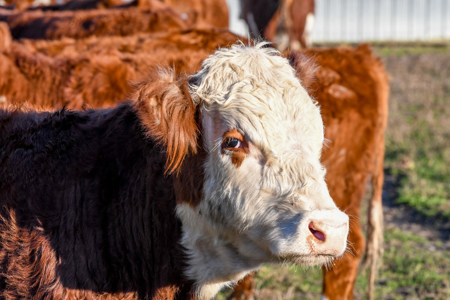 NCDA&CS enacts movement restrictions on animals imported from states affected by﻿ New World Screwworm