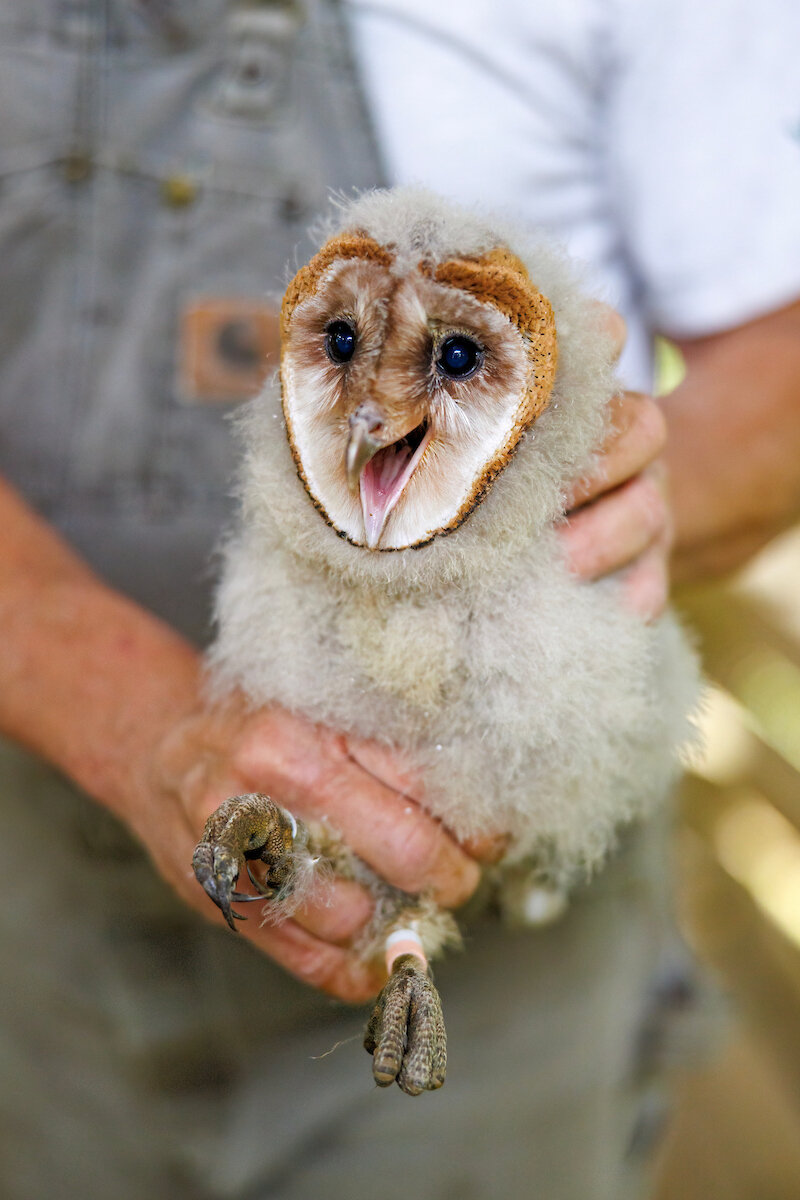 North Carolina baby barn owls receiving worldwide attention