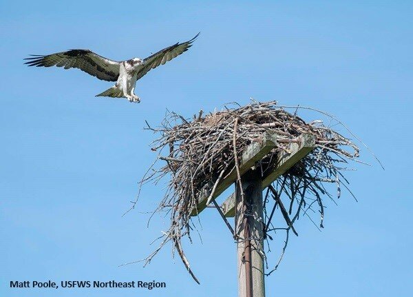 Osprey landing on nest, photo by Matt Poole USFWS Northeast Region.