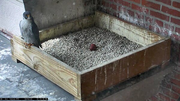 Two eggs sit in the shallow "scrape" that serve as nests for Peregrine Falcons