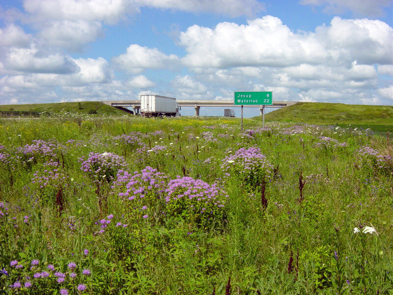 Roadside with flowers along Highway 20