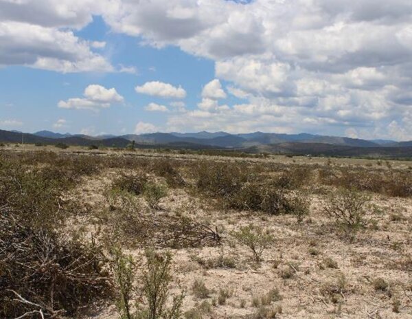 Photo of an area in the El Tokio Grassland Priority Conservation Area after invasive shrub removal. Photo courtesy of the Conservation of Migratory Bird Habitat of Desert Grasslands in the El Tokio Birdscape, Mexico Southern Wings 2024 project report.