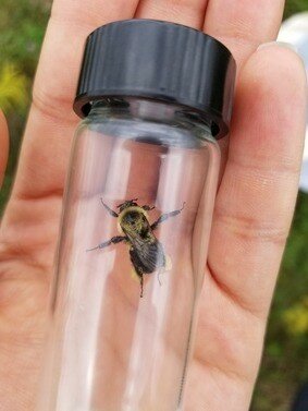 Once bumble bees are caught they are transferred into a container and placed on ice so that they take a short nap and are more cooperative for photos! Common Eastern Bumble Bee in a holding vial. No Bumble Bees are harmed during surveys.