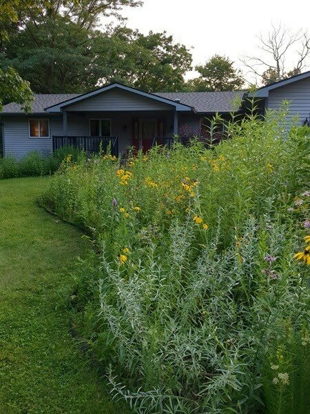 Landscaping with native plants can be beneficial to birds