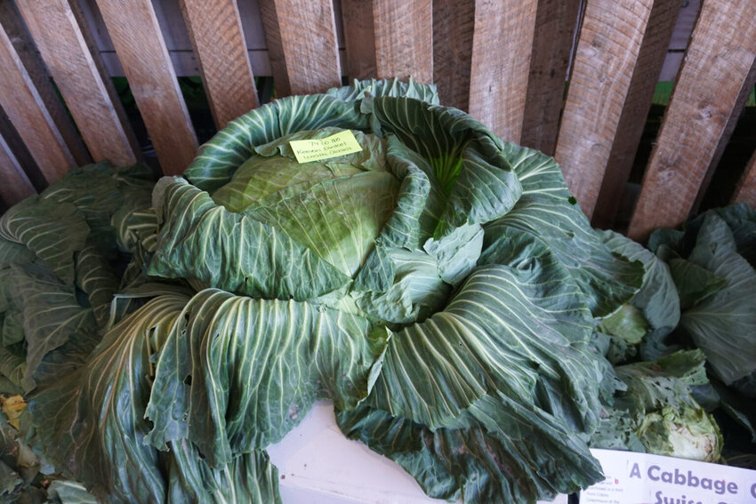 A 74-pound cabbage grown by Keevan Dinkel of Wasilla is displayed on Sept. 2, 2018, at the Alaska State Fair in Palmer. (Photo by Yereth Rosen/Alaska Beacon)