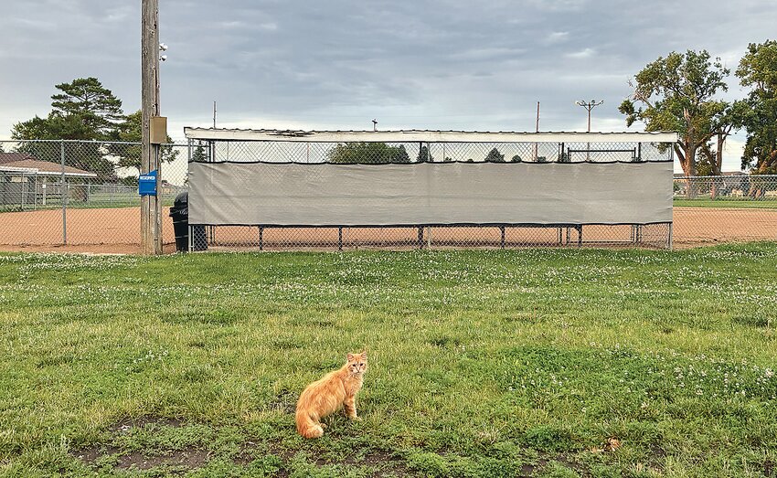 An orange cat became a little spooked during this brief photo by the West Ninth Ball Park. Dozens of feral cats populate the neighboring mobile home park and regularly defecate around the field. TIMES PILOT photo by ALLISON MOORE