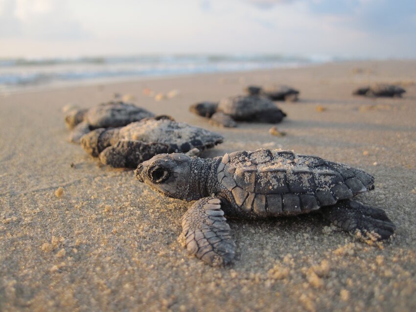 Multiple Sea Turtles:  NPS.GOV