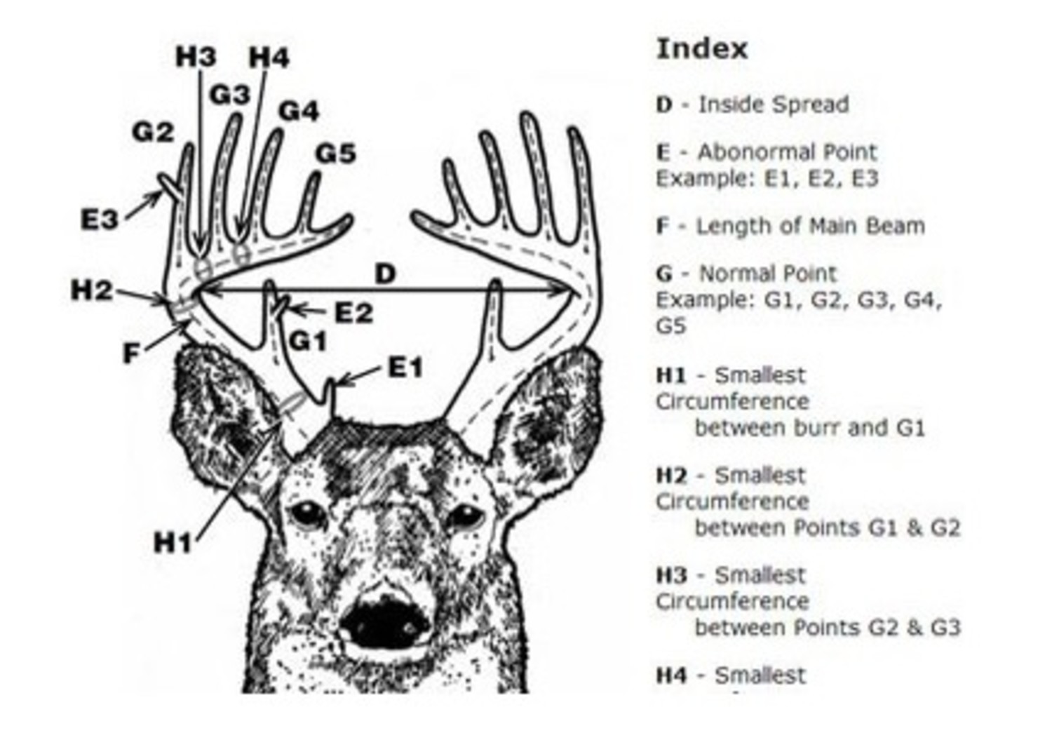 How to Score a Deer: The Antler Scoring System