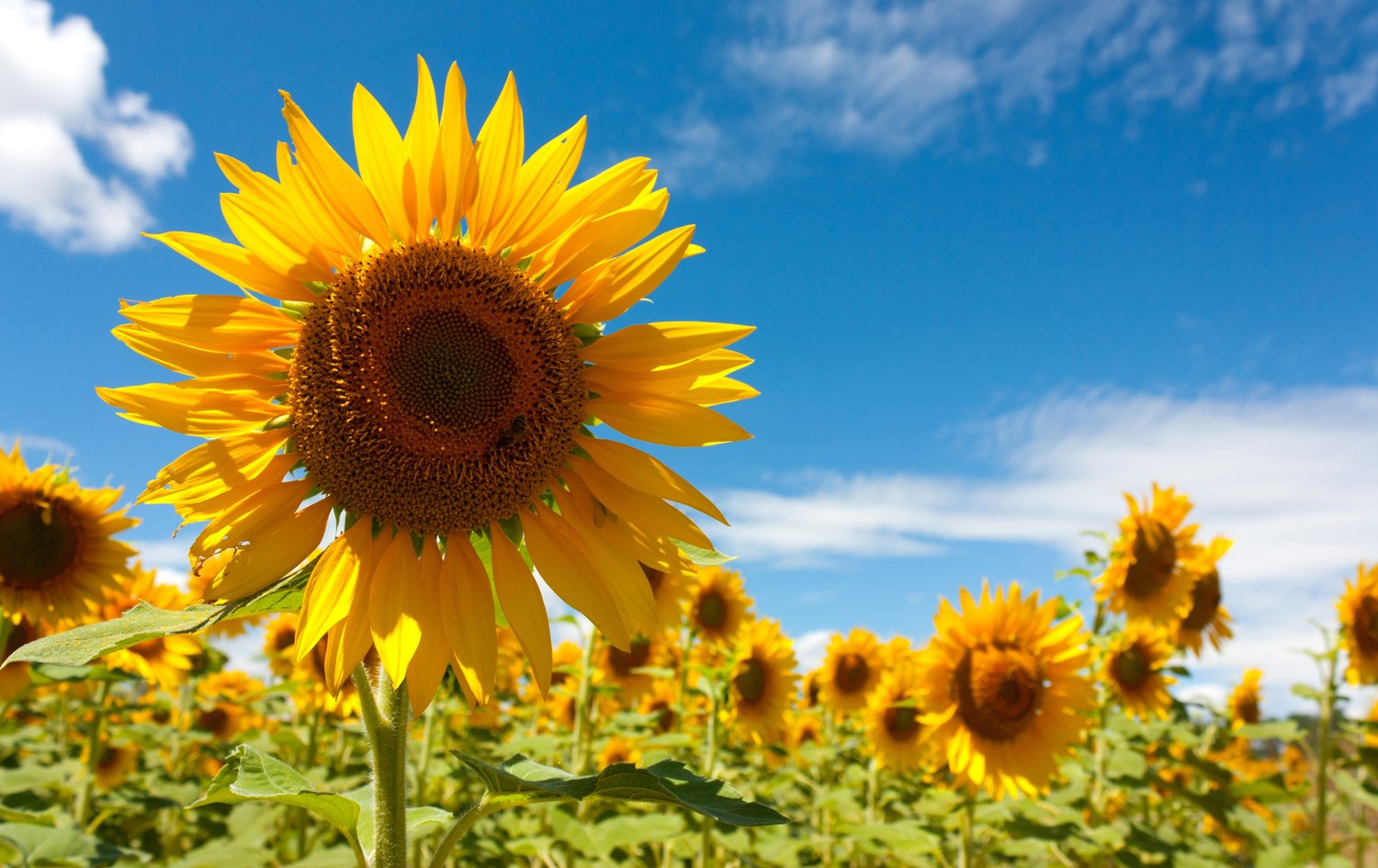 10069945 - field of sunflowers under a july sun
